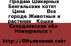 Продаю Шикарных Бенгальских котят › Цена ­ 17 000 - Все города Животные и растения » Кошки   . Свердловская обл.,Новоуральск г.